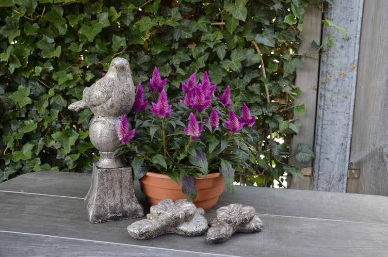 Mand Kalima rond S/3