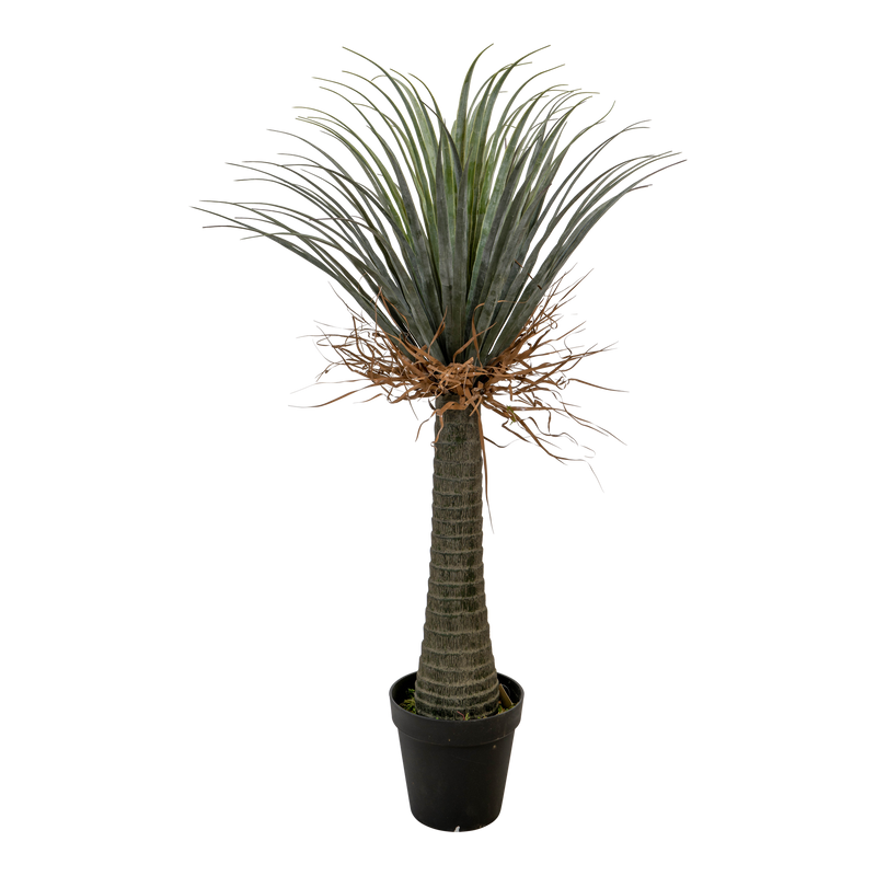 Plant Nolina stam 170cm